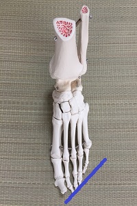 足の骨格模型の画像