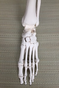 足の骨格模型の画像