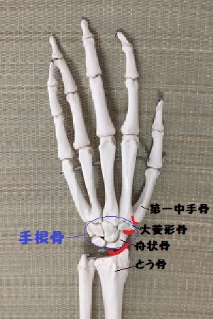 手の骨格画像