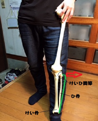 下肢の骨格模型と人の脚の画像