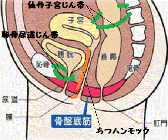 骨盤底筋群の画像