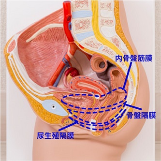 尿生殖隔膜・骨盤隔膜の画像