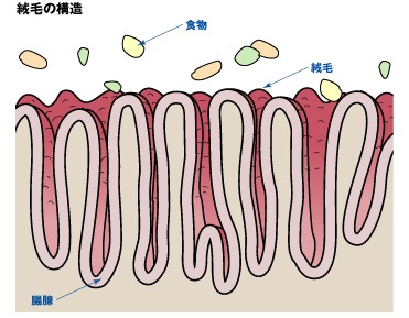 腸の絨毛構造の画像