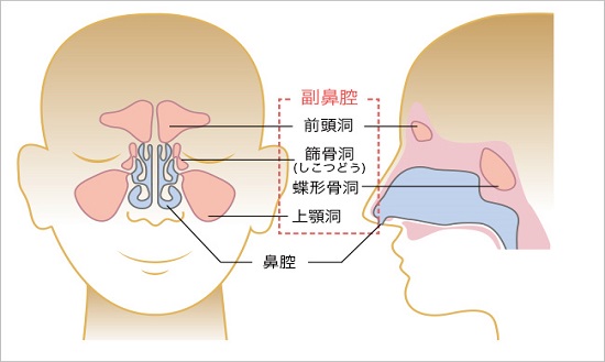 副鼻腔を表した顔面の画像