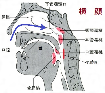 扁桃腺を示した顔面の横顔の画像