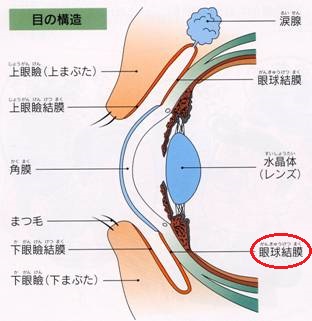目の構造の画像