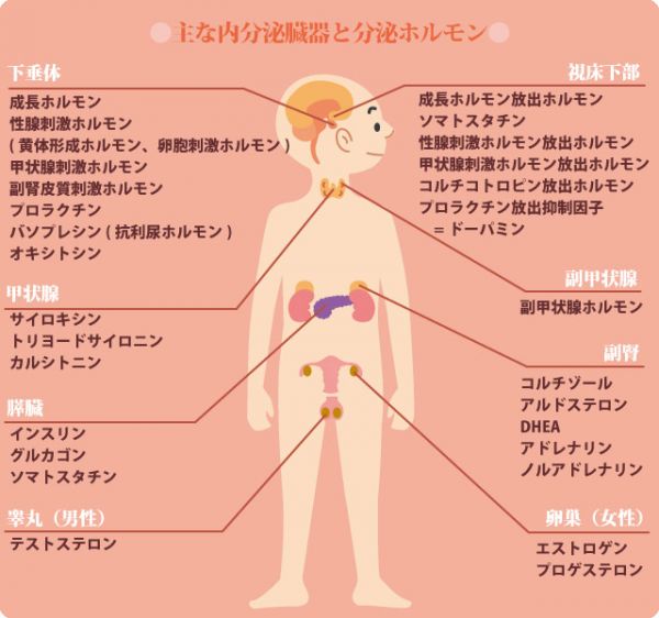 主な内分泌臓器と分泌ホルモンの種類を示した図の画像