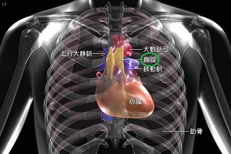 胸腺の位置を示した解剖図の画像