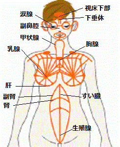 胸腺&胸腺様組織ネットワークを示した画像