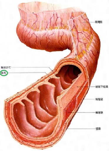 腸の絨毛の解剖画像