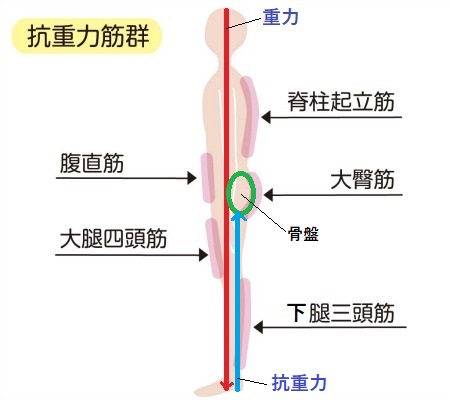 抗重力筋群を示した図の画像