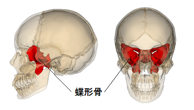蝶形骨の頭蓋骨の画像