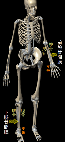 前腕骨間膜と下腿骨間膜を示した人体骨格画像