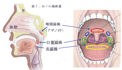 扁桃腺を示した口腔内の画像