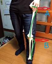 脚と脚の模型の画像