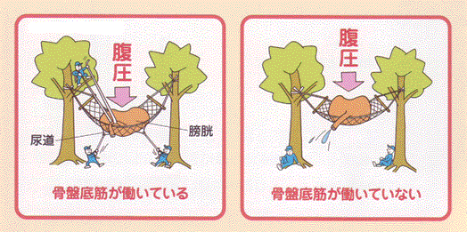 骨盤底筋が働いている時と働いていないときの比較画像