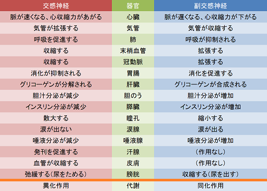 各器官における交感神経と副交感神経の働きを示した画像