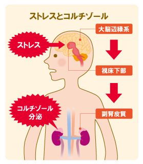 ストレスとコルチゾールの関係画像