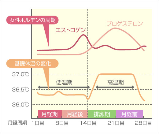女性ホルモンの周期と基礎体温の変化
