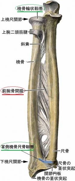 前腕の骨格画像