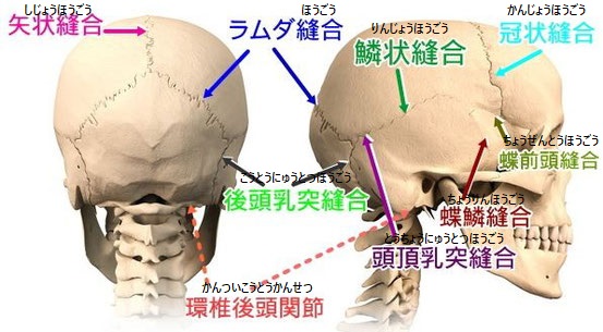 頭蓋骨の縫合画像