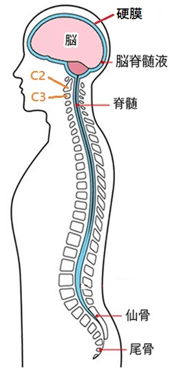 脳脊髄液の循環図を示した画像