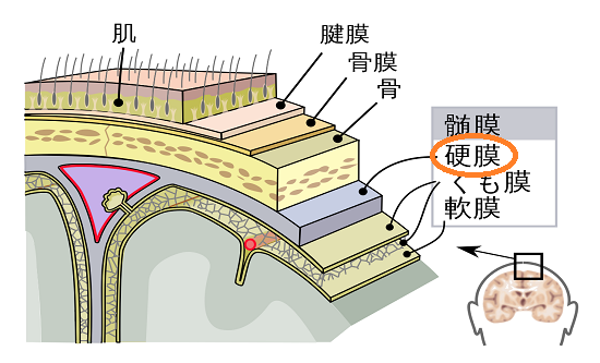 頭蓋骨の局部断面を示した画像