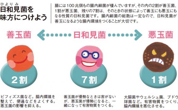 善玉菌・日和見菌・悪玉菌の割合と働きについての画像