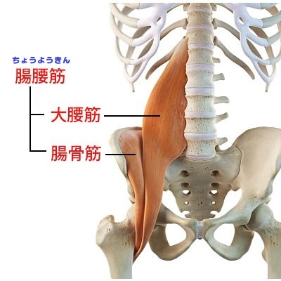 腸腰筋の画像