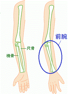 橈骨と尺骨の画像