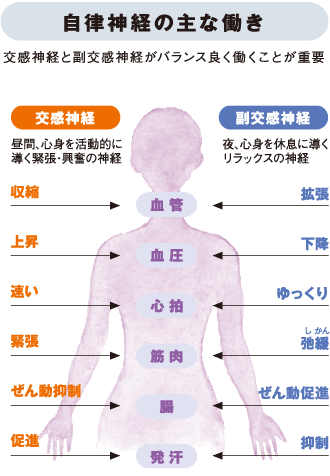 自律神経の主な働きを示した画像