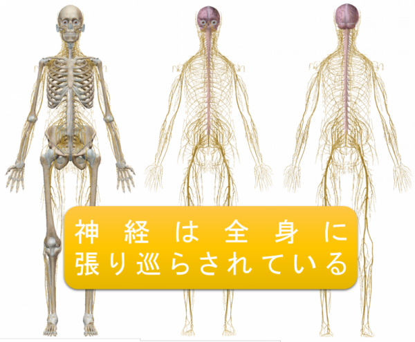 全身の神経の走行を示した画像