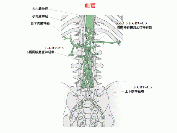 腹部の神経叢の画像
