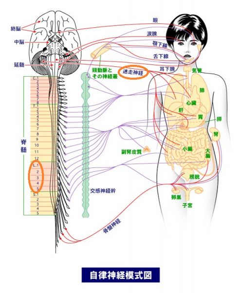 自律神経模式図の画像