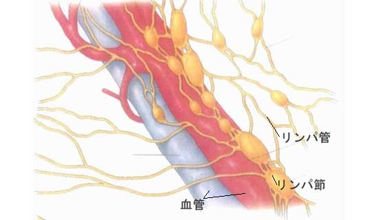 リンパ管とリンパ節を表した画像