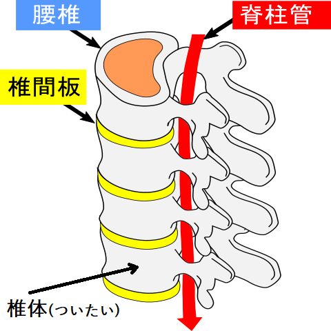 脊柱管の様子を示した骨格画像