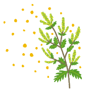 ブタクサの花粉が飛んでいる画像