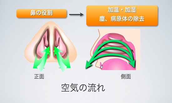 鼻呼吸の役割を表した画像