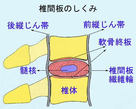椎間板のしくみを表した画像
