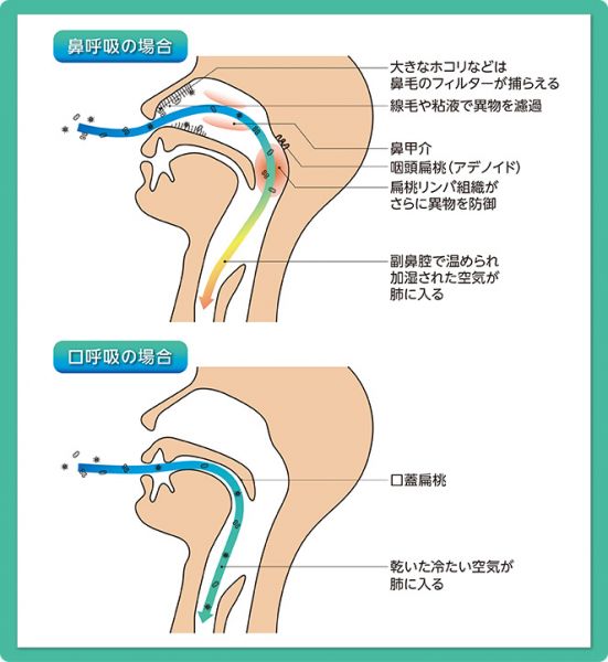 鼻呼吸と口呼吸の違いを示した画像