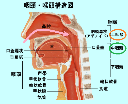 咽頭と喉頭の構造図の画像