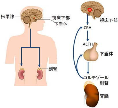 視床下部と脳下垂体と副腎の関係を示した画像