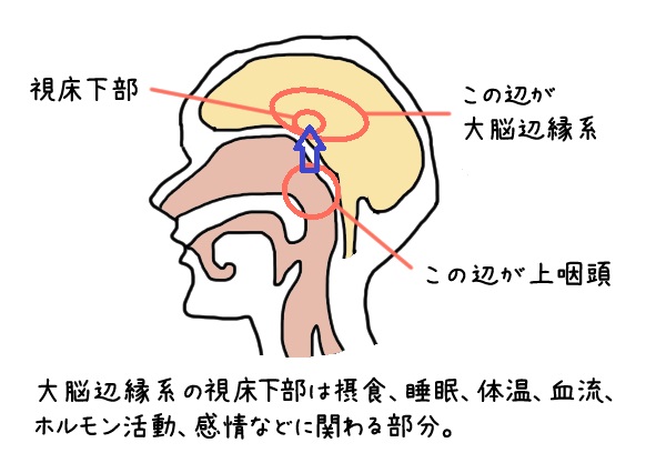 上咽頭と脳下垂体の位置関係を示した画像