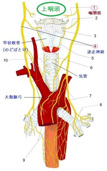 迷走神経と上咽頭の位置を示した画像