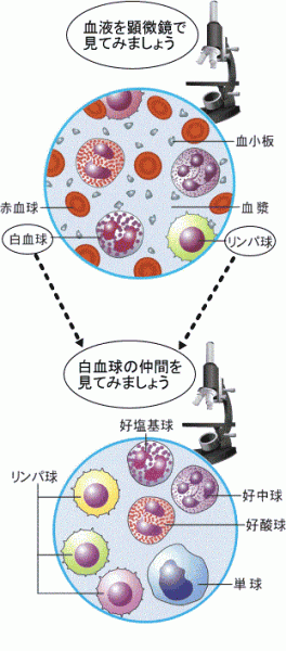 血中の白血球やリンパ球を示した画像