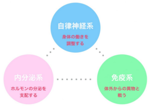 自律神経系とホルモン分泌系と免疫系の相関関係を示した図の画像