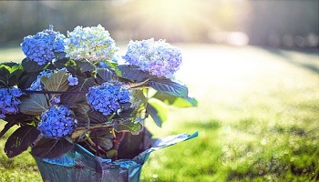 花の写真画像