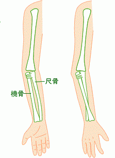 橈骨と尺骨を示した画像